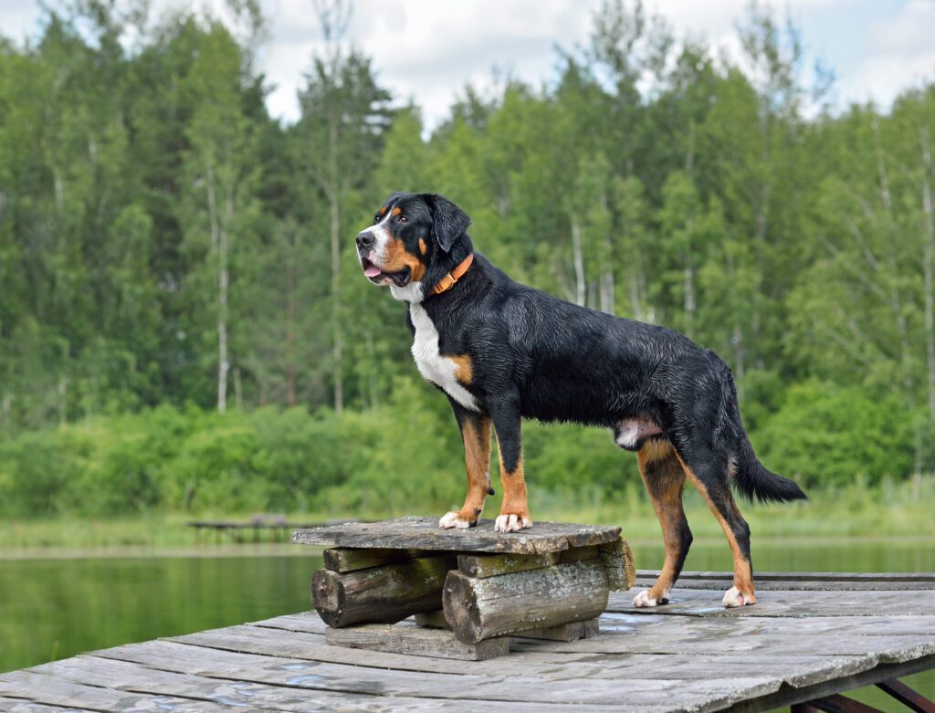 How to Adopt a Greater Swiss Mountain Dog