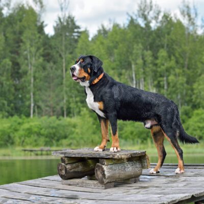 Greater Swiss Mountain Dog