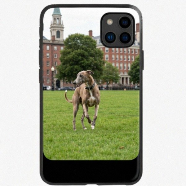 greyhound in Boston, Massachusetts