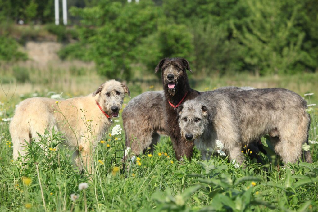 Group Of Irish Wolfhounds Standing Together In A Field