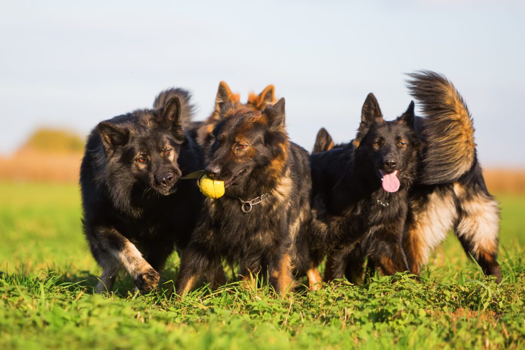 How to Adopt a Long-Haired German Shepherd