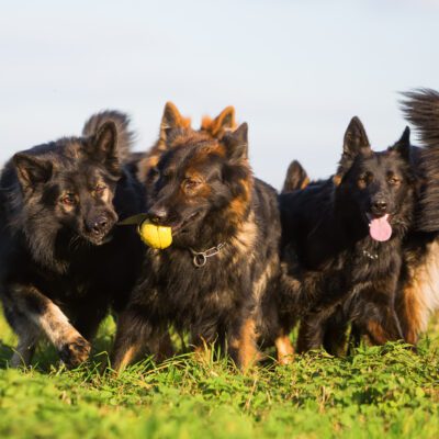 Long-Haired German Shepherd