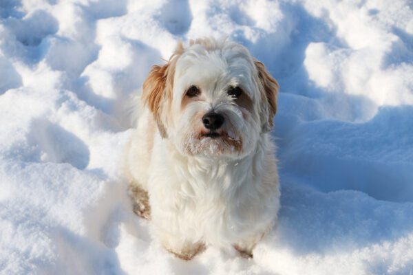 Havanese Dog Standing In The Snow
