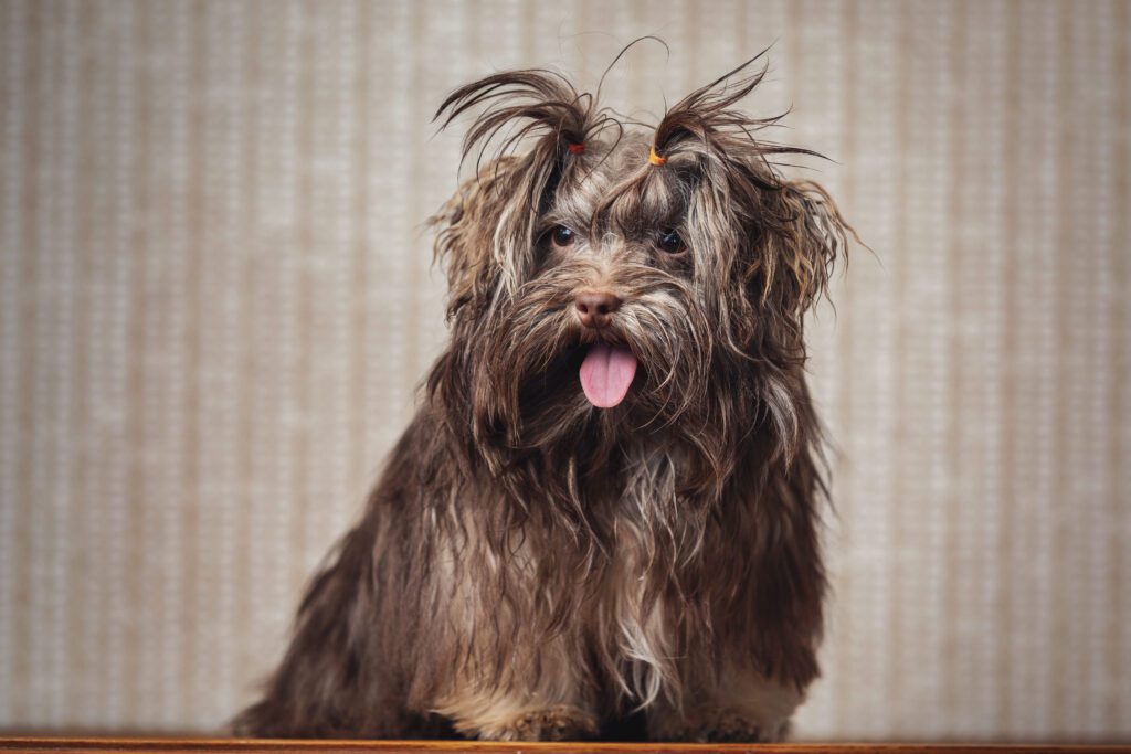 Havanese Dog With A Shaggy Coat And Tongue Out