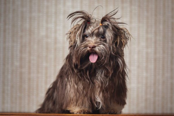 Havanese Dog With A Shaggy Coat And Tongue Out