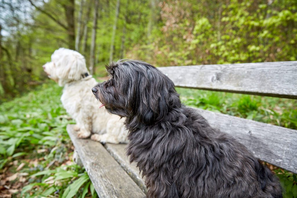 Havanese Dogs Sitting Together On A Park Bench