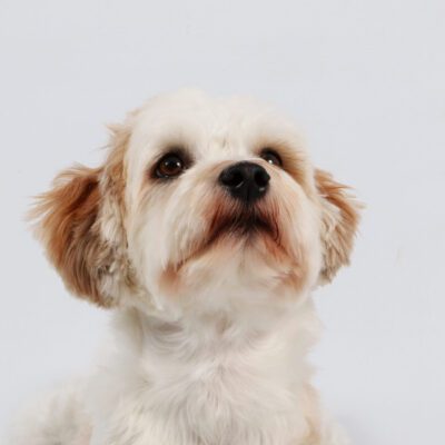 Havanese