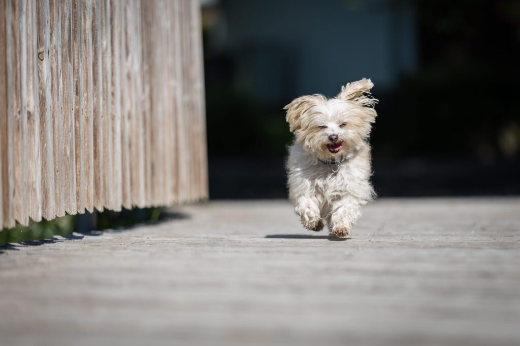 How To Adopt a Havanese in Georgia