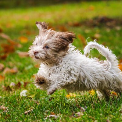 Havanese