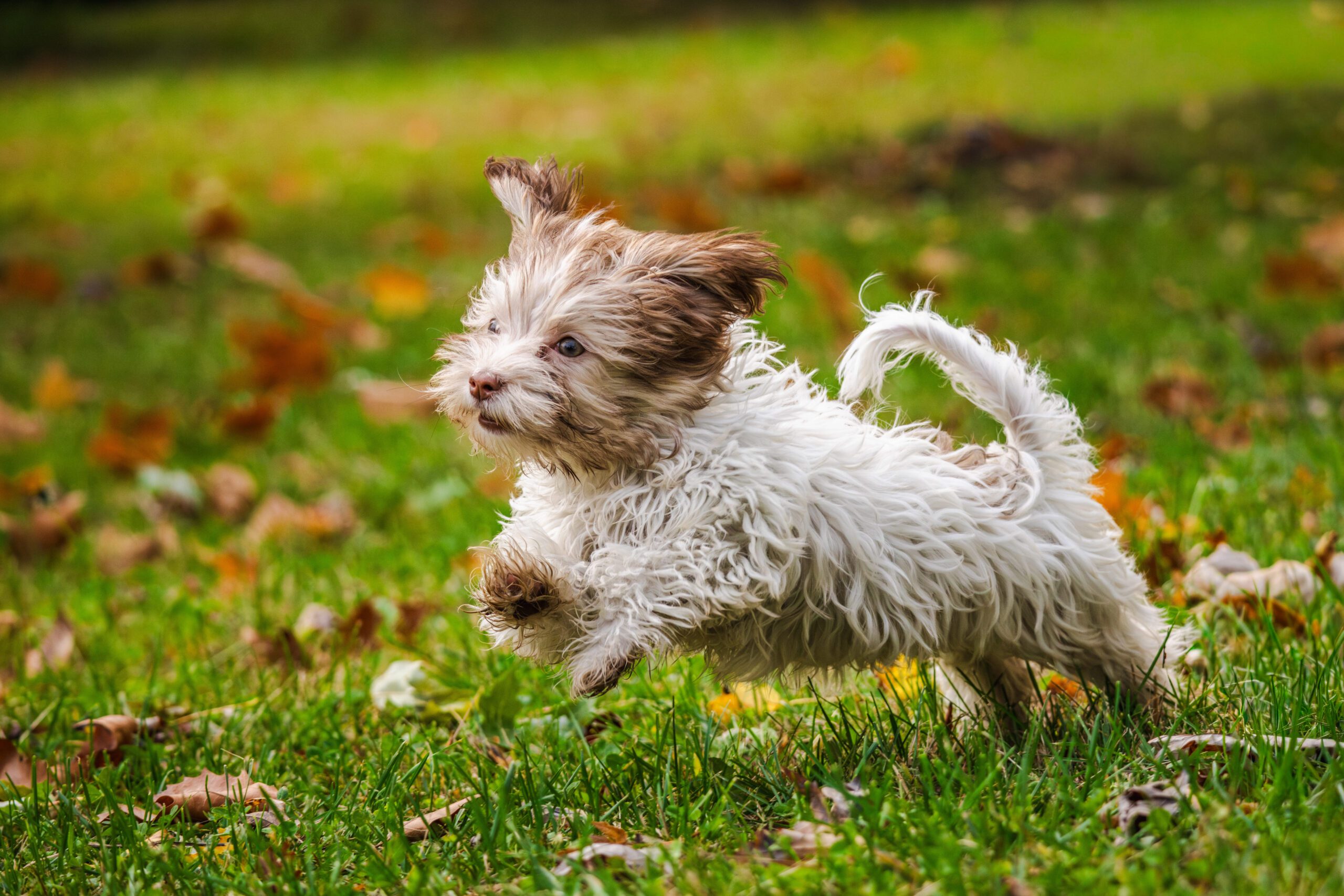 Havanese Adoption Guide