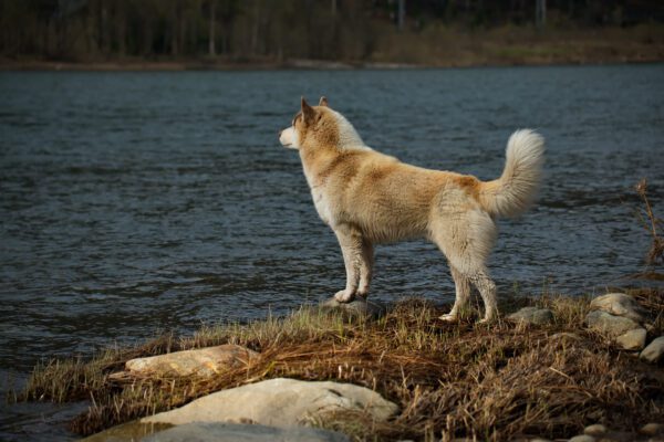 Hokkaido Dog Standing Near The Edge Of A Lake