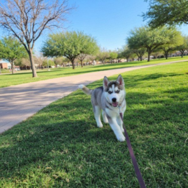 husky in El Paso, Texas