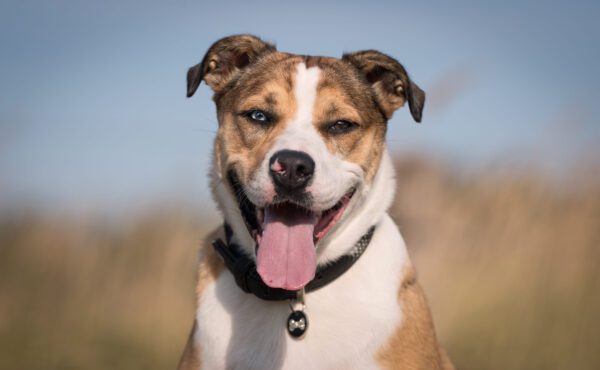 Husky Pitbull Mix Portrait With Brown And White Markings
