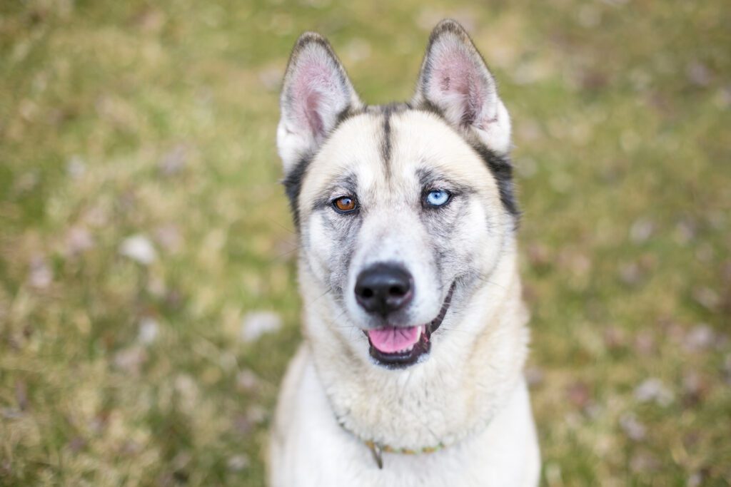 Husky Pitbull Mix Standing In A Grassy Field With Its Tongue Out