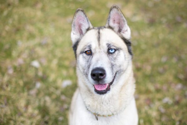 Husky Pitbull Mix Standing In A Grassy Field With Its Tongue Out