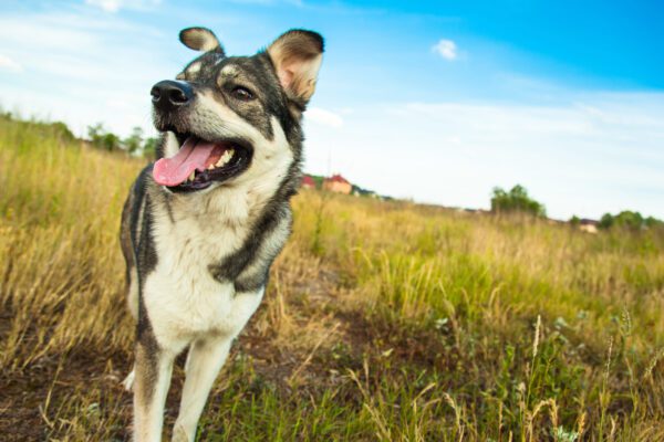 Husky Pitbull Mix Standing On A Rocky Trail With Mountains In The Background