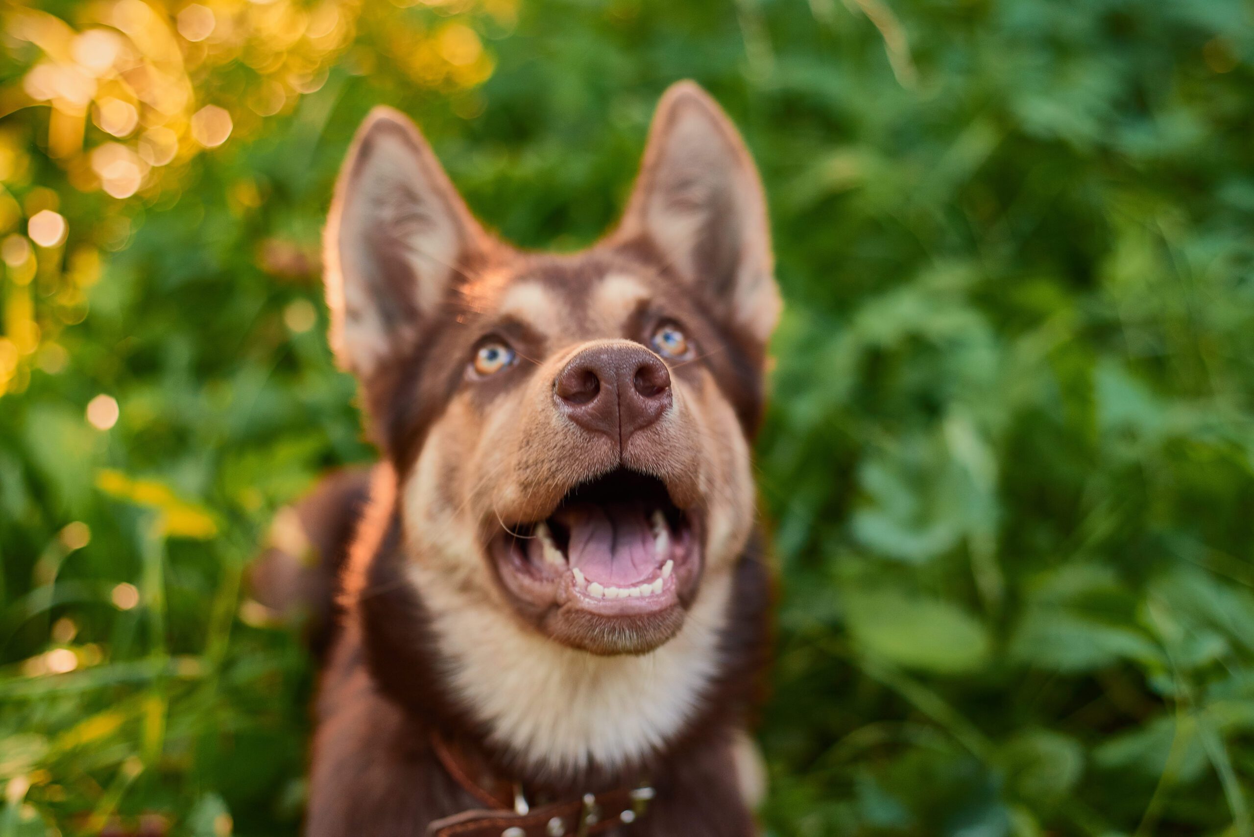 Husky Pitbull Mix Adoption Guide