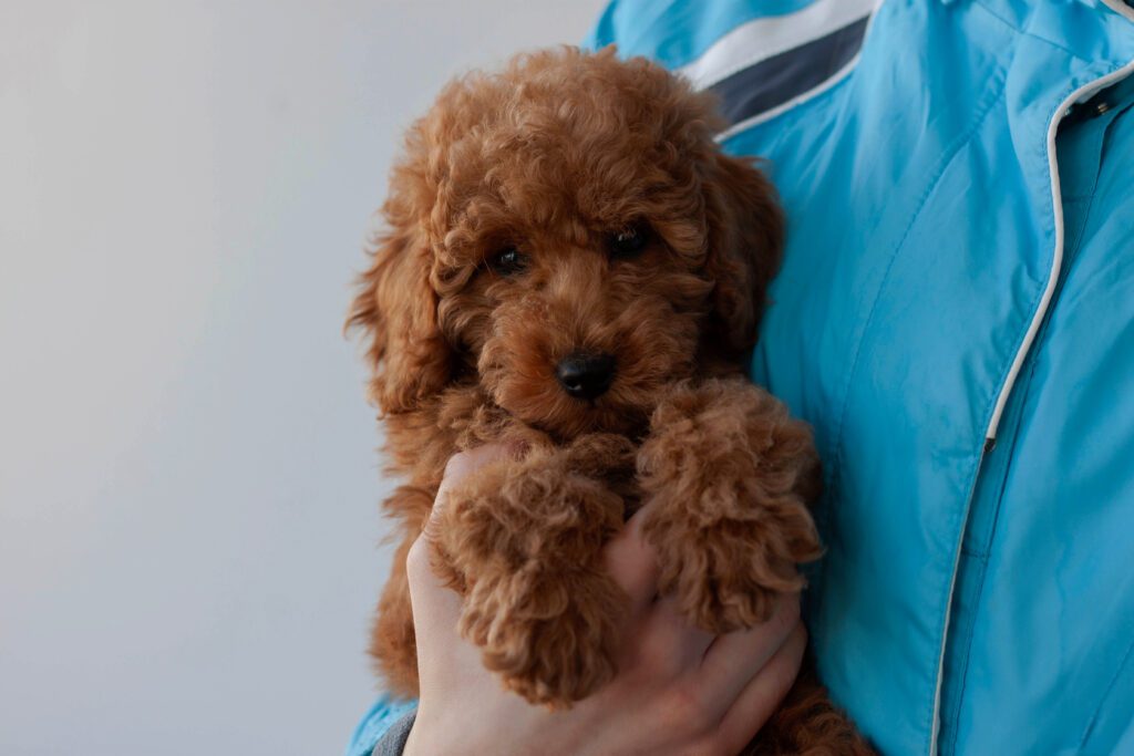 Irish Doodle Puppy Being Held By A Person