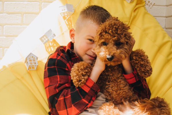 Irish Doodle Puppy Being Hugged By A Child