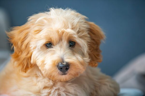 Irish Doodle Puppy With A Fluffy Cream Coat Looking At The Camera