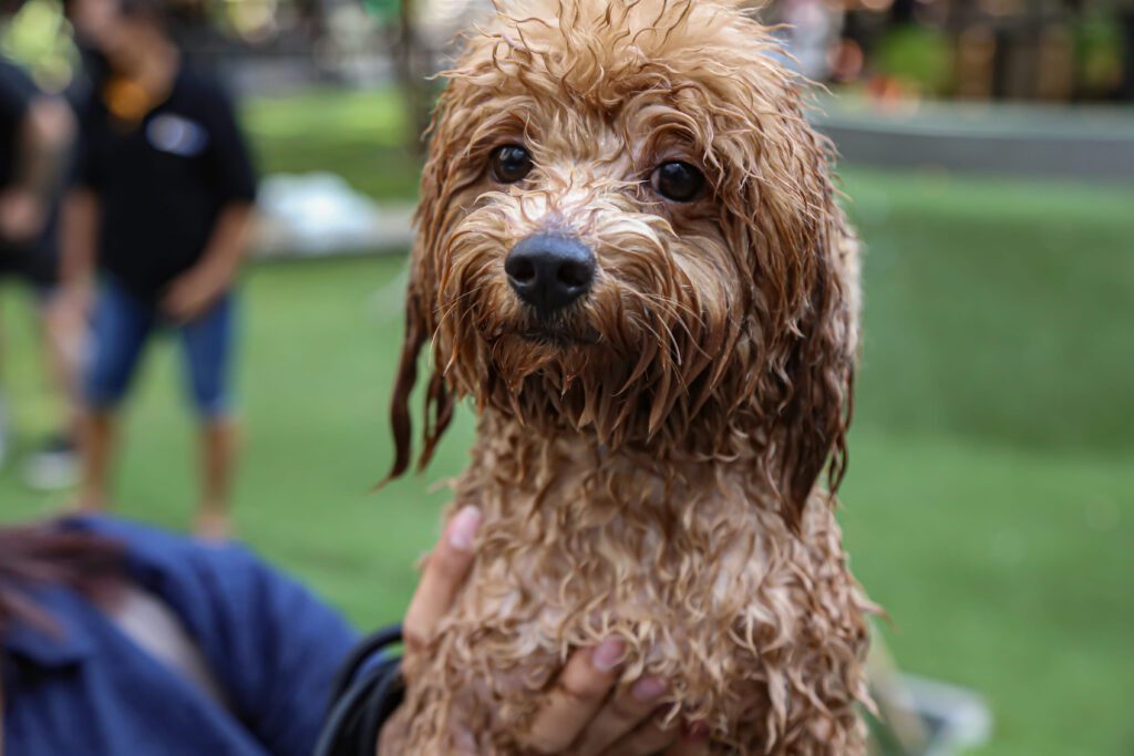 Irish Doodle With Wet Curly Coat Outdoors