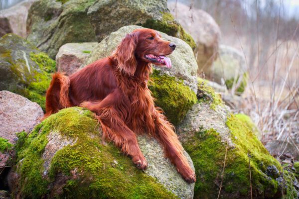 Irish Setter Resting On Mossy Rocks Outdoors