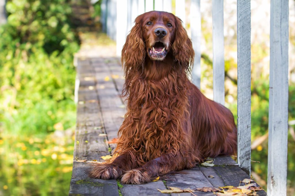 How To Adopt a Irish Setter in New Hampshire