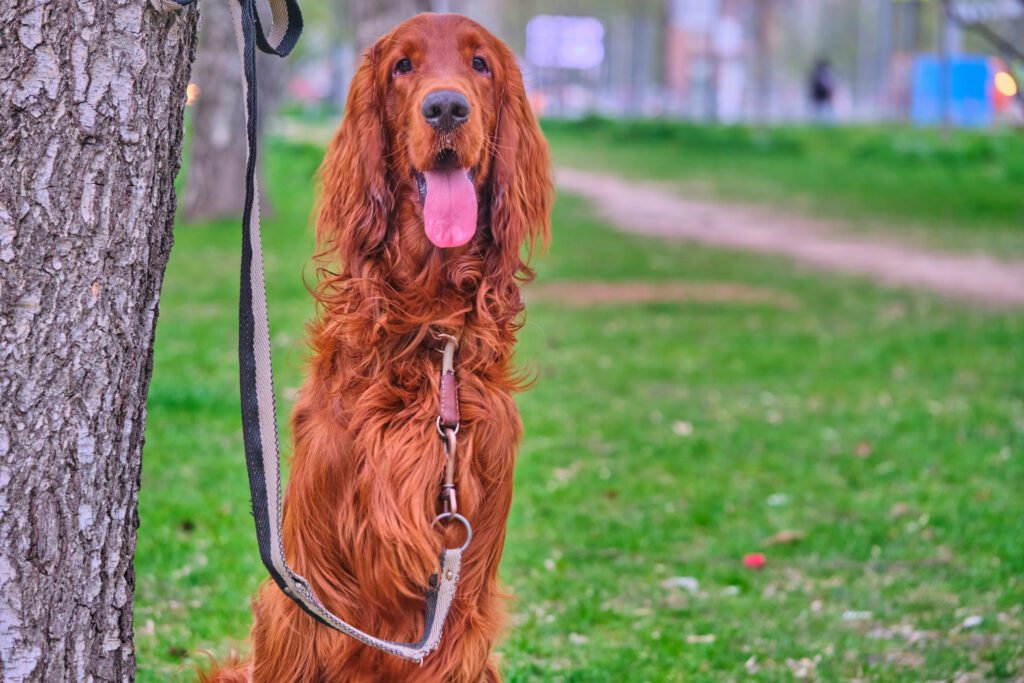 How to Adopt an Irish Setter