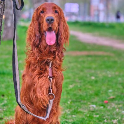 Irish Setter