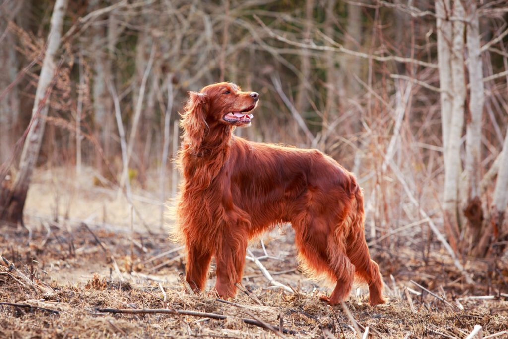 Irish Setter Standing In A Dry Grassy Field