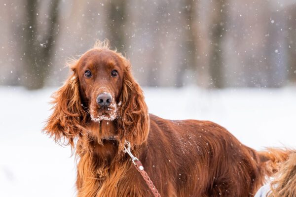 Irish Setter Standing Outdoors In Falling Snow