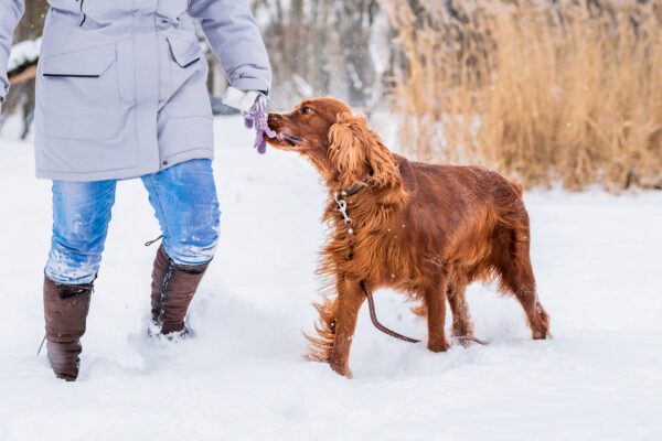 Irish Setter Walking With Its Owner On A Snowy Path
