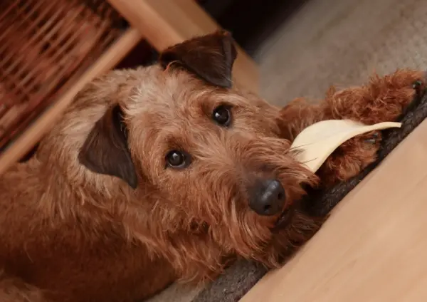 Irish Terrier Lying Down Chewing A Bone Indoors