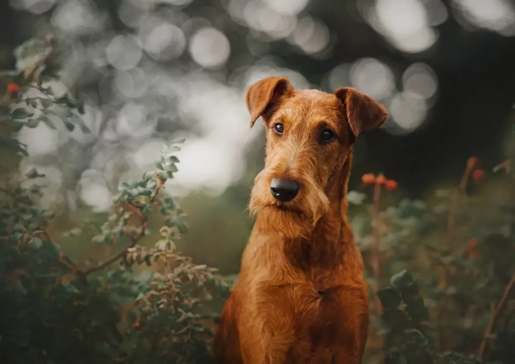 Irish Terrier Portrait Outdoors With A Blurred Background