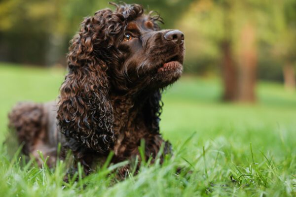 Irish Water Spaniel Lying In Grass Looking Upward