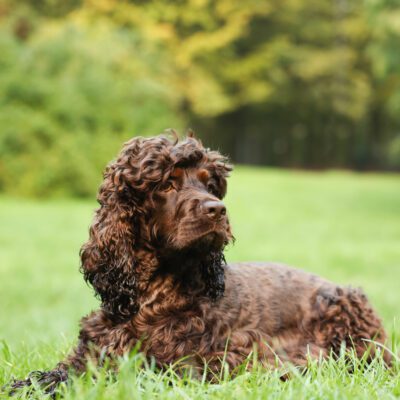 Irish Water Spaniel