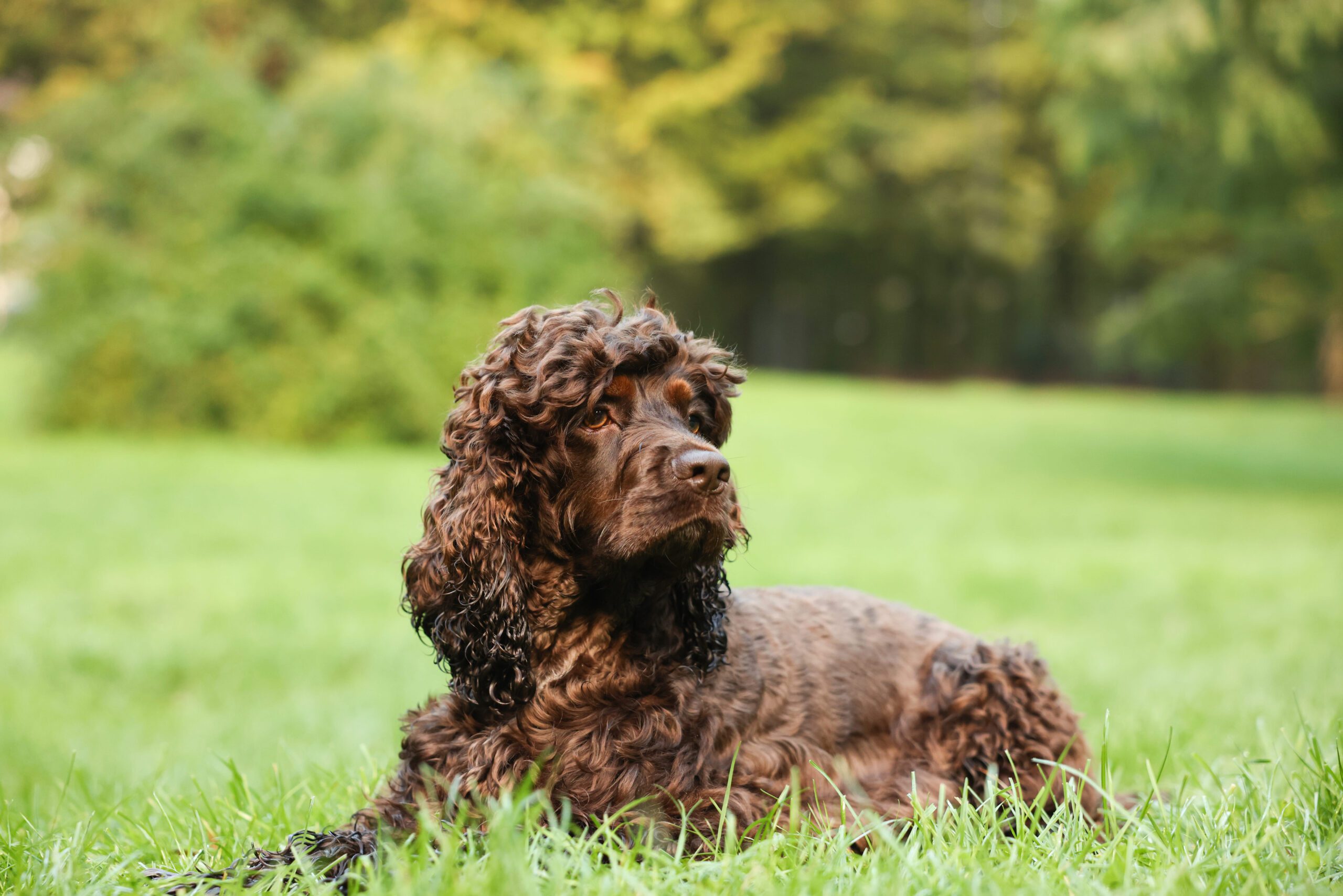 Irish Water Spaniel Adoption Guide