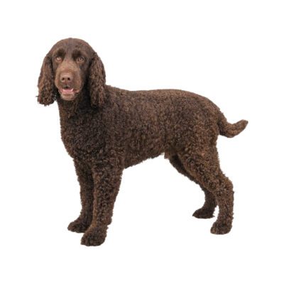 Irish Water Spaniel