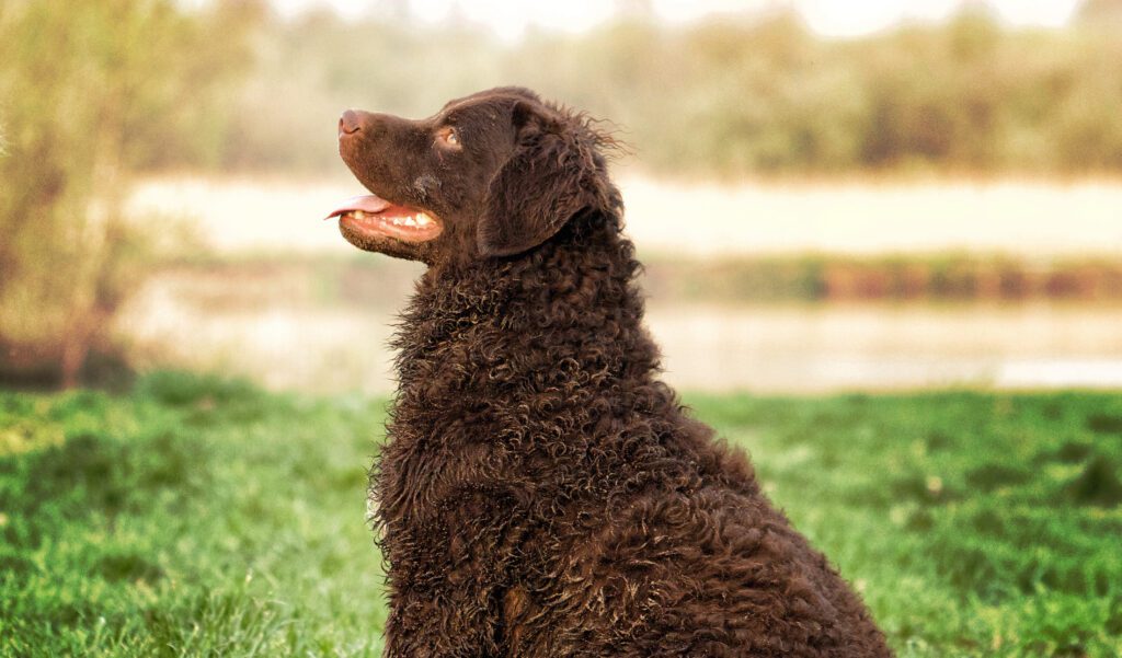 Irish Water Spaniel Sitting Near A Lake