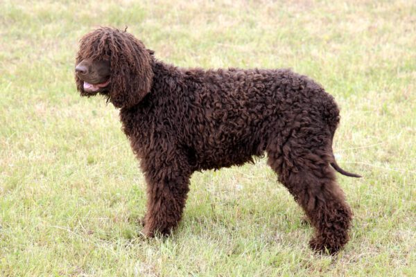 Irish Water Spaniel Standing In A Grassy Field
