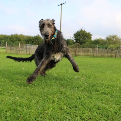 Irish Wolfhound