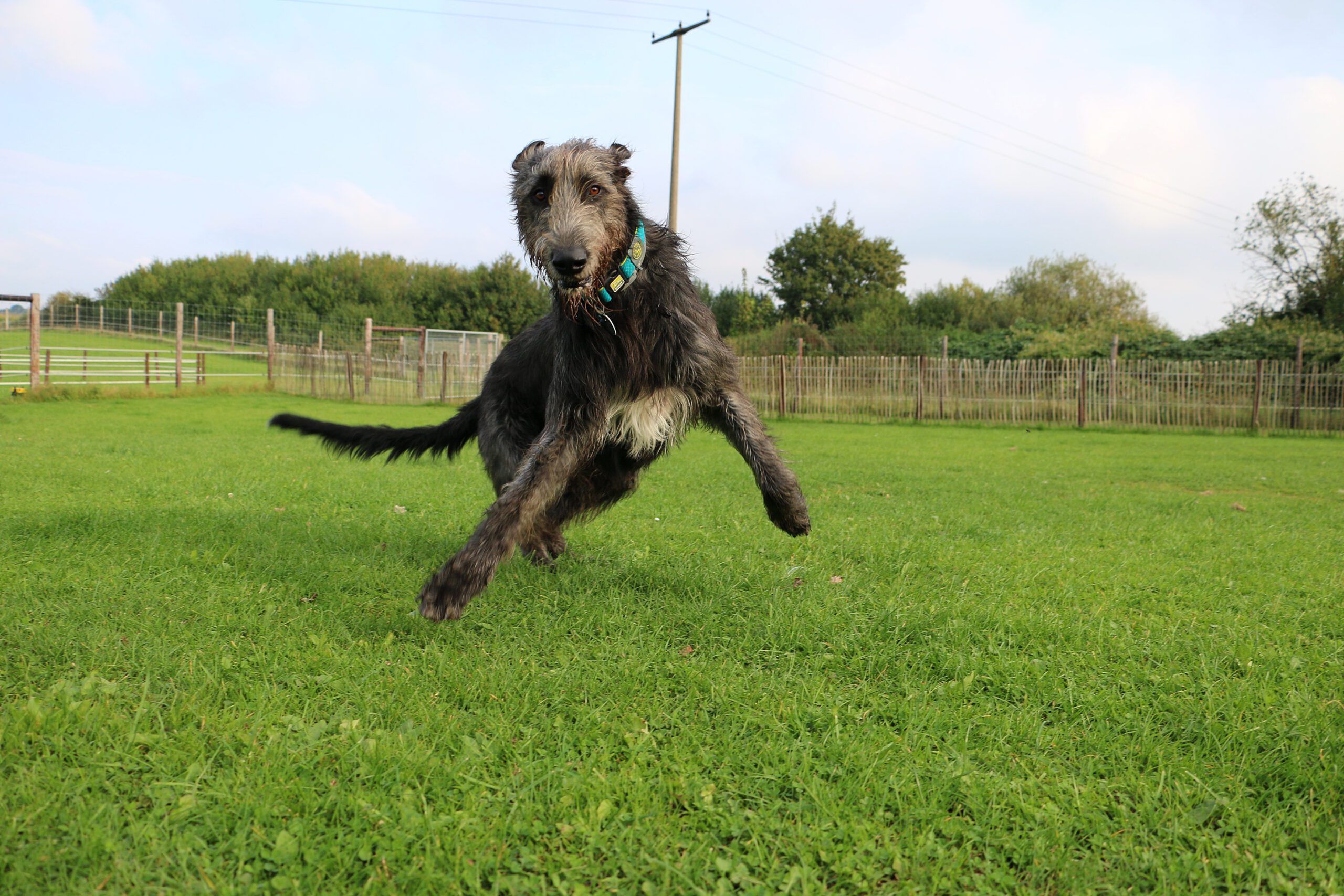 Irish Wolfhound Adoption Guide