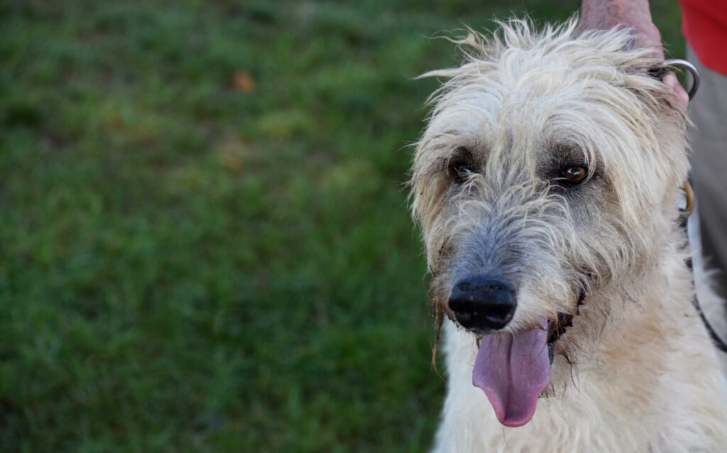 Irish Wolfhound Portrait With Tongue Out