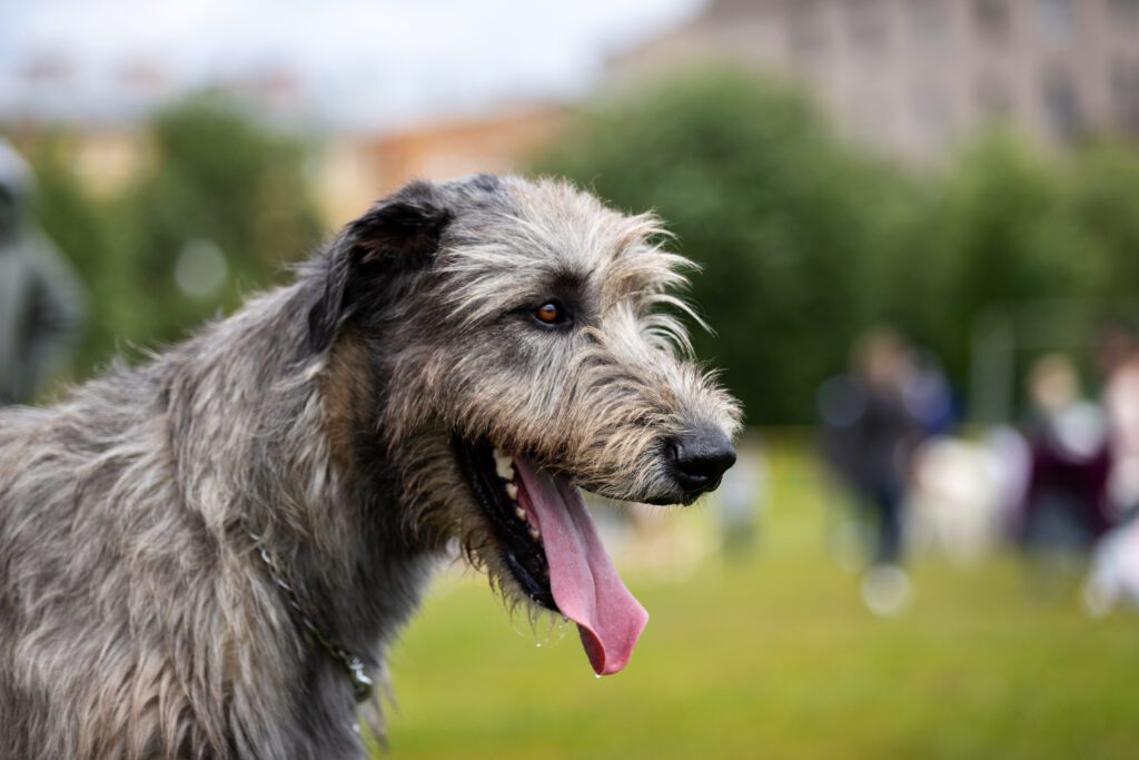 Irish Wolfhound Side Profile With Tongue Out Outdoors