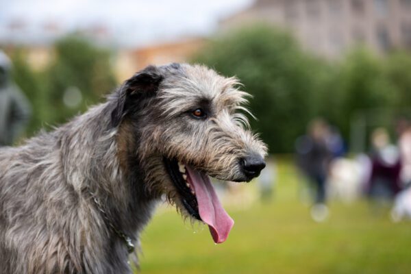 Irish Wolfhound Side Profile With Tongue Out Outdoors
