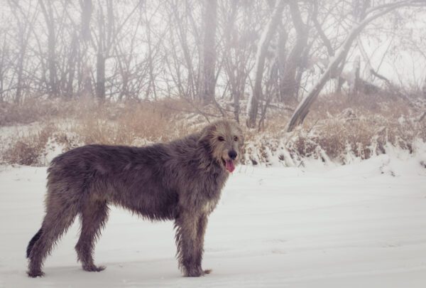 Irish Wolfhound Standing In A Snowy Forest