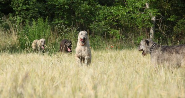 Irish Wolfhounds Running Through Tall Grass