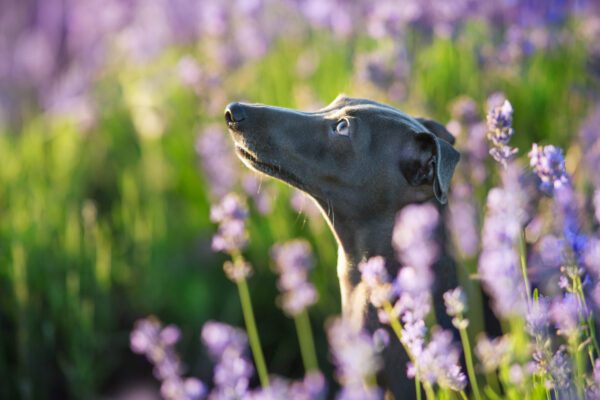 Italian Greyhound Looking Up Among Purple Flowers