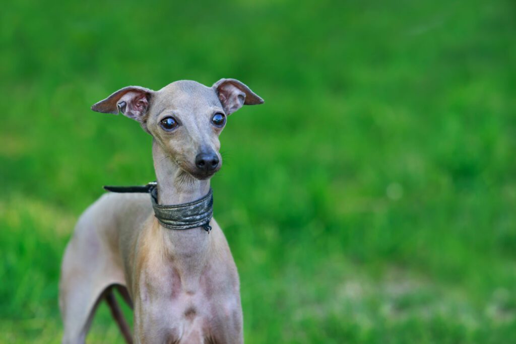 Italian Greyhound Puppy Portrait With Green Background