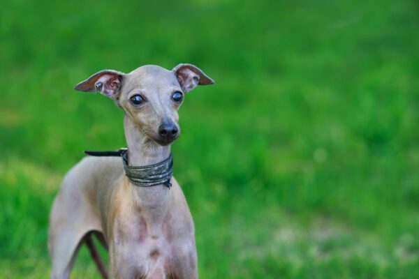 Italian Greyhound Puppy Portrait With Green Background